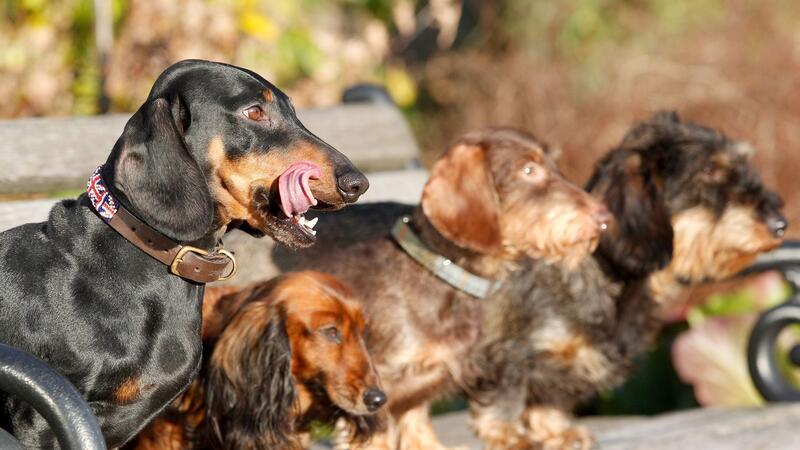 Kleine Hunde mit länglicher Schnauze leben am längsten Experten zufolge haben kleine reinrassige Hunde mit länglichem Schädel die höchste mediane Lebenserwartung.