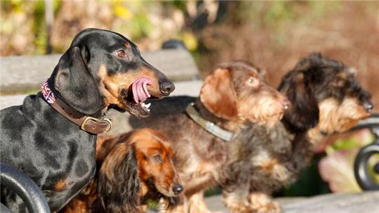 Experten zufolge haben kleine reinrassige Hunde mit länglichem Schädel die höchste mediane Lebenserwartung.