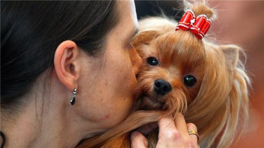 Experten zufolge senden Hunde deutliche Signale - aber der Mensch missachtet sie auch.