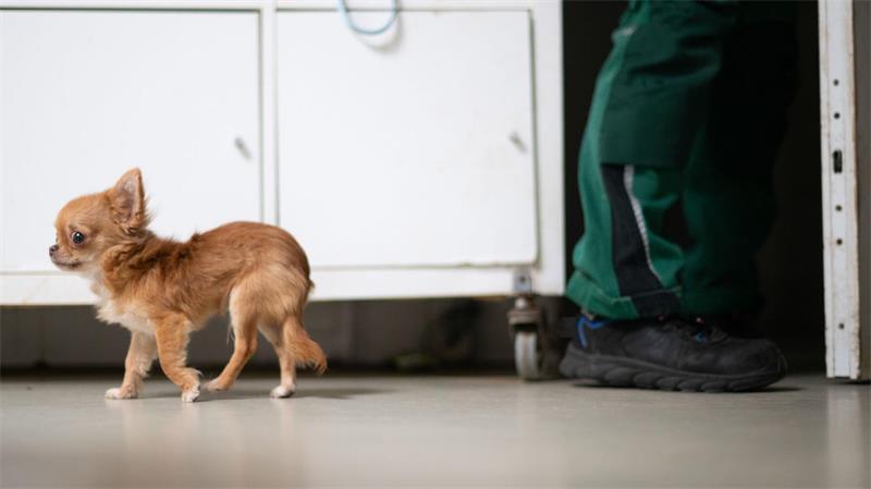 Qualzucht bei Hunden: Wenn Schönheit krank macht Extreme Kleinzüchtungen leiden stark unter ihren körperlichen Merkmalen. (Symbolbild)