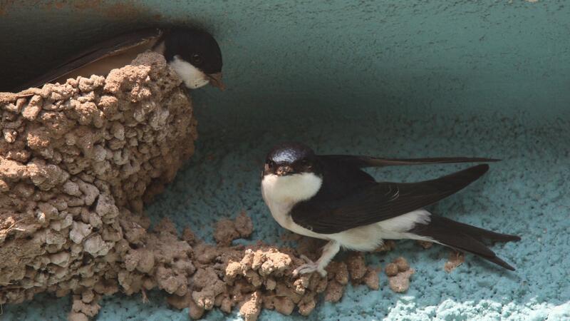 Extremhitze: Jungvögel flüchten aus überhitzten Nestern unterm Dach Extreme Temperaturen setzen Gebäudebrütern wie Mehlschwalben massiv zu.