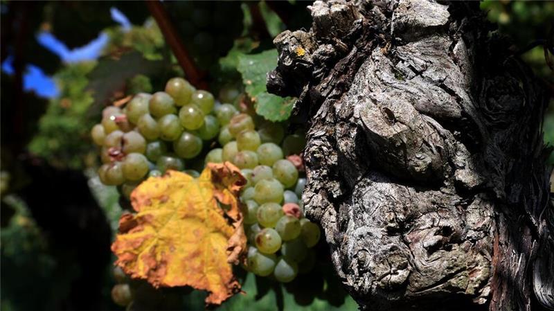 Deutsche Winzer ernten weniger Trauben als im Vorjahr Extreme Wetterlagen wirken sich auf die Weinlese für den Jahrgang 2024 aus. (Archivbild)