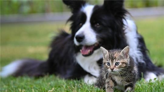 Extreme Züchtungen von Hunden und Katzen sollen in der EU gestoppt werden.