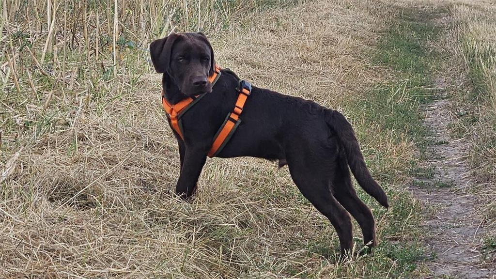 Facebook-Nutzerin Car Ina bereitet sich mit Hund Alf (6 Monate) aus Apensen auf ...