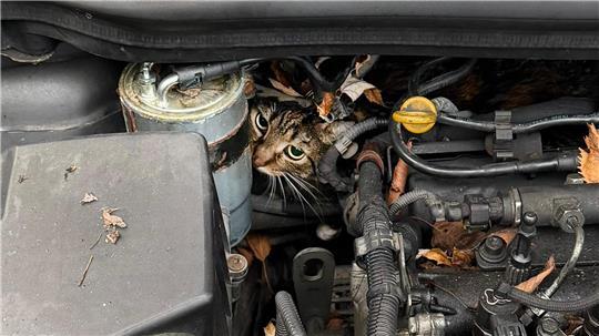 Fachleute haben den Motor so zerlegt, dass sie die Katze befreien konnten.