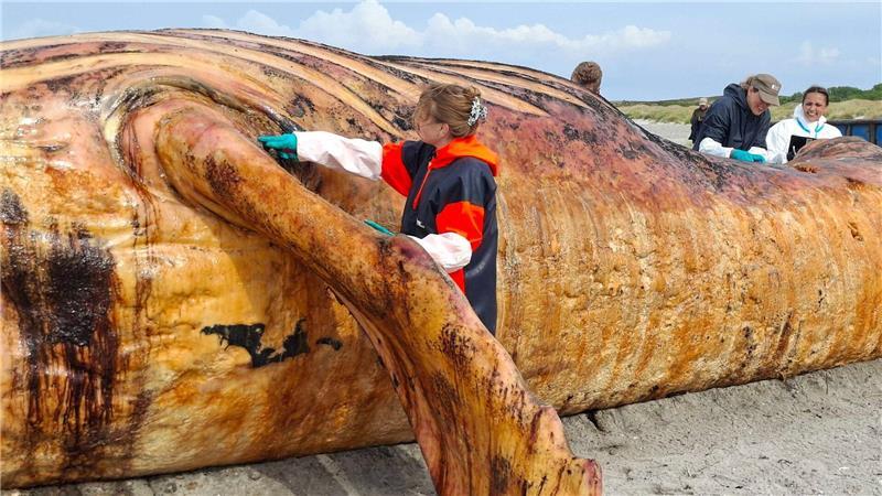 Fachleute obduzierten den als „Timmy“ bekannten Buckelwal am Strand der Insel Anholt.
