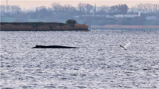 Fachleuten zufolge liegt der in der Ostsee gestrandete Wal im Sterben.