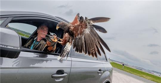 Falkner Herbert Boger ist auf dem Flughafen Hamburg für die Vogelvergrämung zuständig. Wüstenbussard Gaby startet dafür aus dem Fahrerfenster, später holt sie sich eine Belohnung ab. Foto: Markus Scholz/dpa-tmn