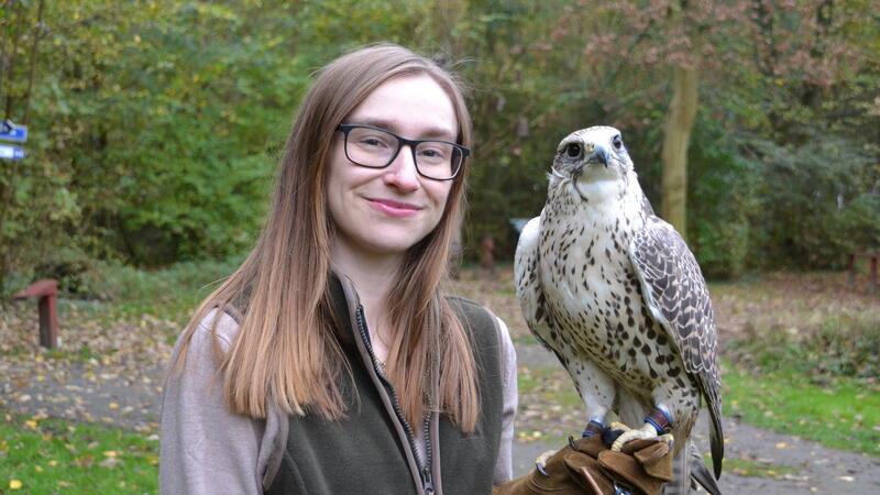 Gründerstar: Leonie Johland ist mit Falken und Waldkauz auf Erfolgsspur Falknerin Leonie Johland mit ihrem Sakerfalken Balda.