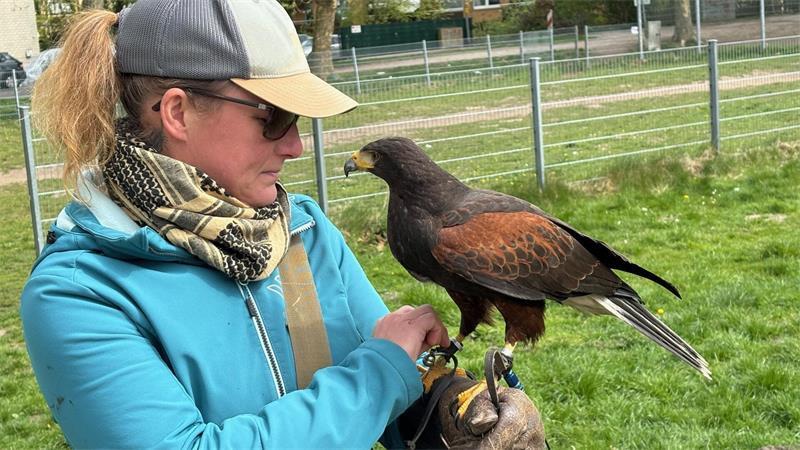 Krähen-Plage in Buxtehude: Ein harter Job für Wüstenbussard „Ash“ Falknerin Rieke Wiecker mit "Ash". Der Wüstenbussard sei ein sehr integriertes Mitglied der Familie, sagt sie.