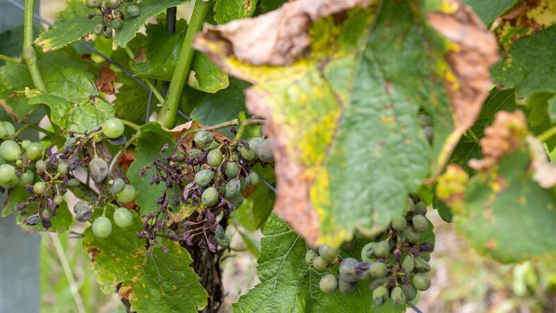 Feuchtwarmes Wetter macht Öko-Winzern zu schaffen Falscher Mehltau ist vor allem für Öko-Weinbaubetriebe 2024 ein Problem. (Foto-Archiv)
