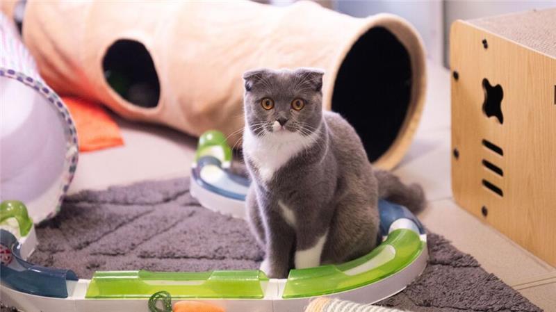 Kranke Modekatzen - Der Preis der Niedlichkeit Faltohrkatzen haben oft schwere Gelenkentzündungen.