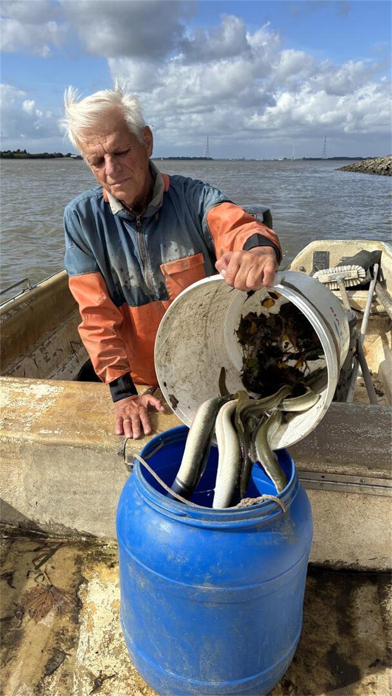 Altes Land: Elbfischer Lothar Buckow setzt auf Aalsuppe Fangfrisch: Der Aal landet in der Tonne.