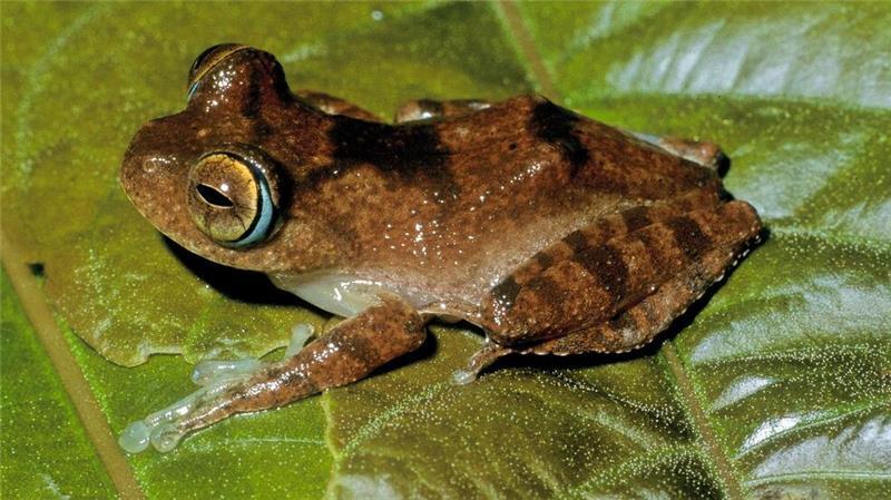 Fans der Science-Fiction-Serie „Star Trek“ könnten sich bei den Frosch-Lauten an Geräusche des fiktiven Tricoders erinnert fühlen. 