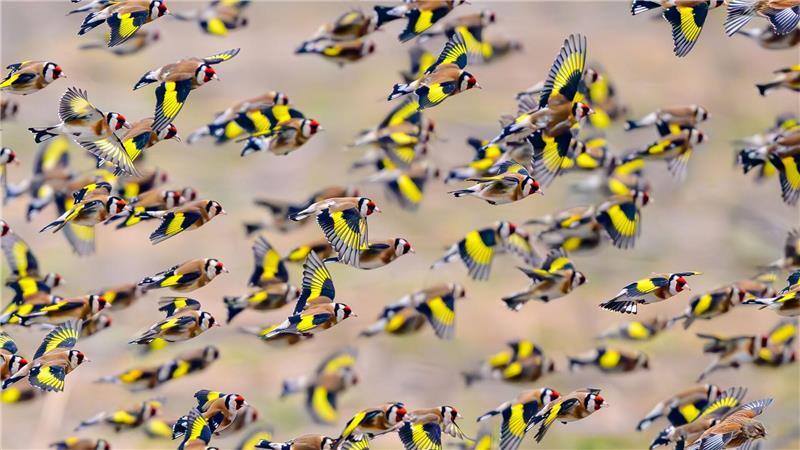 Farbkleckse im Wintergrau - bunte Diestelfinken unterwegs