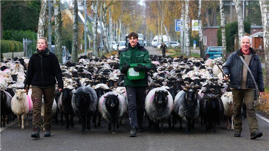 Fast 700 Schafe sind am Donnerstag von Lübeck in ihr Winterquartier nach Mecklenburg-Vorpommern gebracht worden. 