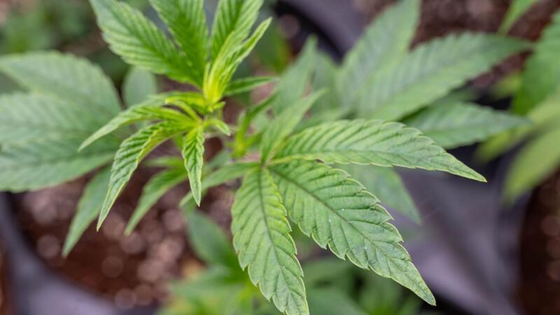 42 Bußgeldbescheide wegen Cannabis-Verstößen in Hamburg Fast 80 Verstöße gegen das neue Cannabisgesetz hat die Hamburger Polizei bislang festgestellt.