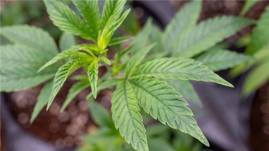 Fast 80 Verstöße gegen das neue Cannabisgesetz hat die Hamburger Polizei bislang festgestellt.