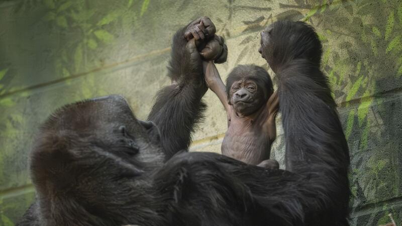 Nachwuchs für vom Aussterben bedrohte Gorillas Fast schon sportlich präsentiert sich das winzige Gorilla-Baby mit seiner Mama.