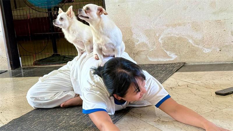 Fast sieht es aus, als hätten die kleinen Hunde selbst eine Yogapose eingenommen. 