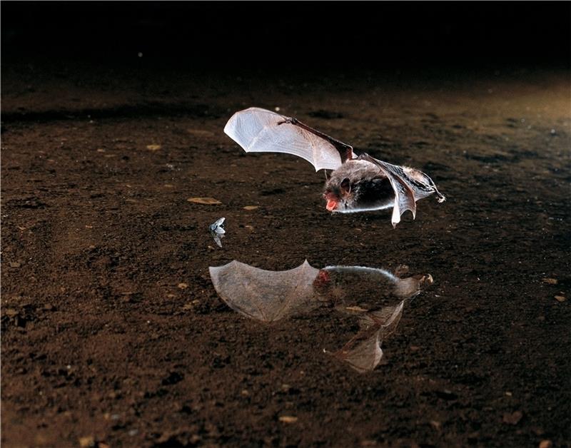 Faszinierende Segler: Fledermäuse sind nachtaktiv . Foto Nill/Nabu