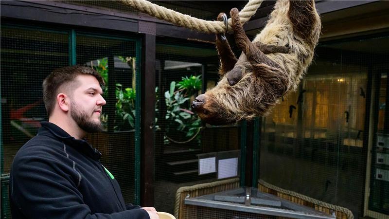 Faultieren sieht man nicht unbedingt an, dass sie schwanger sind.