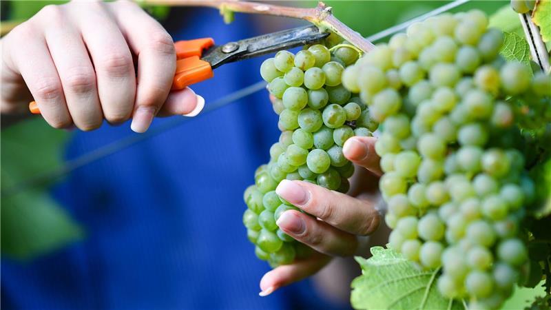 Wer Federweißer genießen will, muss sich beeilen Federweißer gilt als Vorbote eines neuen Weinjahrgangs. (Archivfoto)