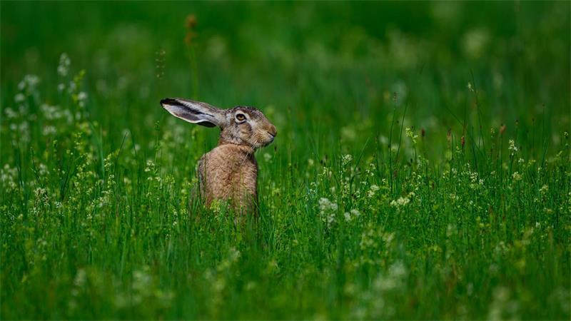 Feldhase im Grünen im Oderbruch 