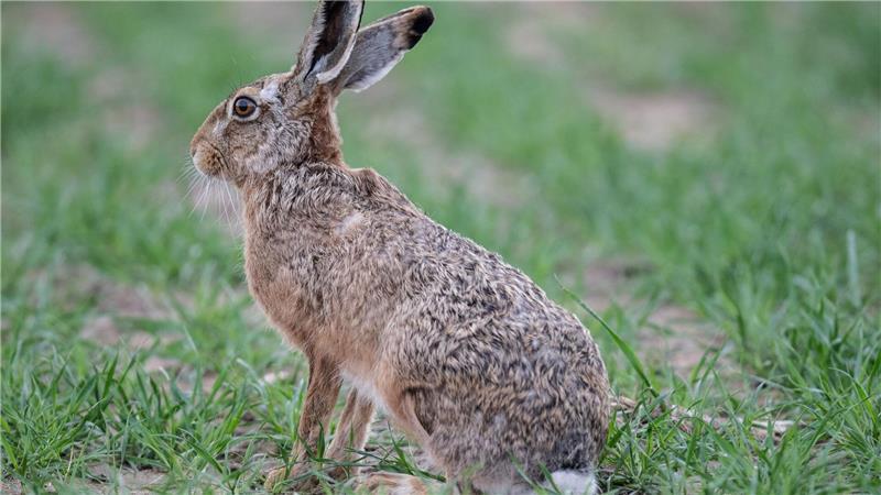 Feldhasen können an der Hasenpest erkranken. (Archivbild)