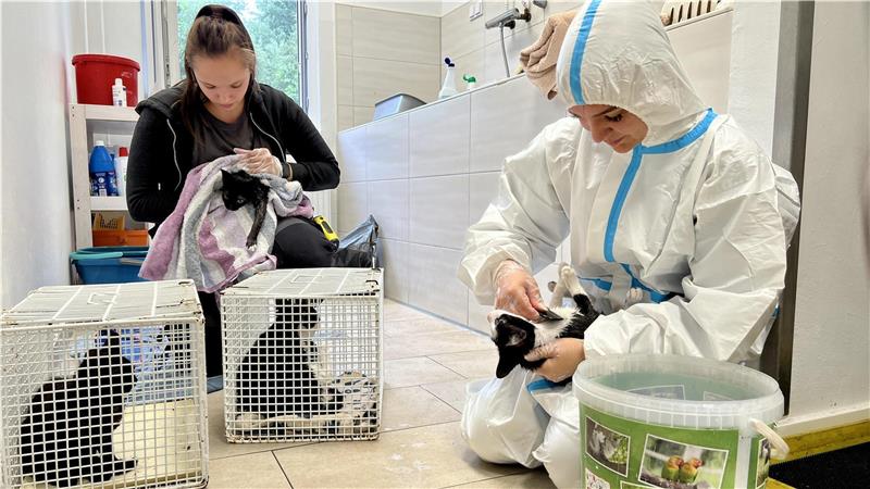 Felicitas Borghoff (links) und Jamie Hormes versorgen vier Fundkitten mit hunderten Flöhen, die die Winzlinge mitgebracht haben. „Stirb!", ruft Jamie den Flöhen zu, als sie den Kamm voller Ungeziefer im Wassereimer sauber macht. Foto: Gallas