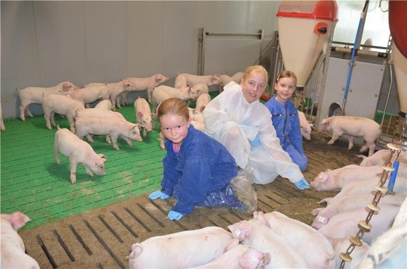 Ferienspaß auf dem Bauernhof: Die Kinder spielen in der Ferkelbox mit den kleinen Schweinen. Foto: von Allwörden