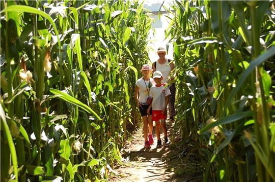 Ferienspaß im Maislabyrinth: Clara (8) und Mats (7) mit ihrer Oma. Foto: Laudien