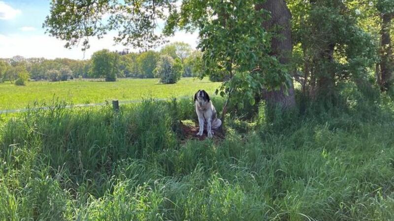 Fernab der Straßen ist der Herdenschutzhund an einen Baum angeleint. Das Bellen des Hundes war über eine weite Strecken zu hören.