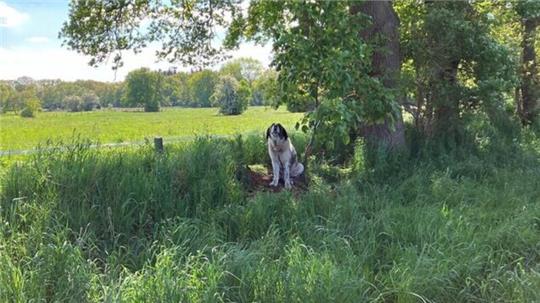 Fernab der Straßen ist der Herdenschutzhund an einen Baum angeleint. Das Bellen des Hundes war über eine weite Strecken zu hören.