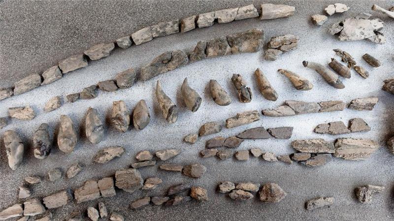 Ehrenamtliches Grabungsteam findet Skelett von Riesenwal Fertig präparierte Zähne und Kieferteile eines 11 Millionen Jahre alten Urzeitwals, aus der Tongrube Pampau. So ein ähnlicher Wal wurde jetzt wieder gefunden. (Archivbild)