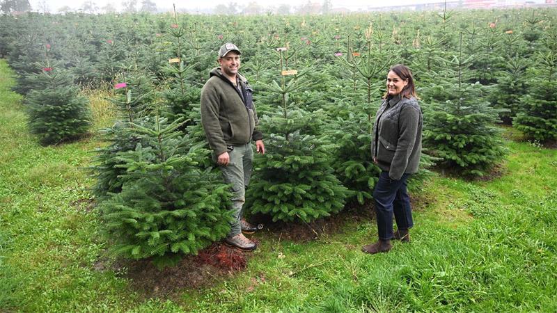 Vor der Weihnachtsbaum-Saison – So werden die Preise Fertig und seine Frau Eva-Marie Fertig-Bopp betreiben die Baumschule Bopp und schauen trotz extremer Trockenheit im Sommer optimistisch in die Saison.