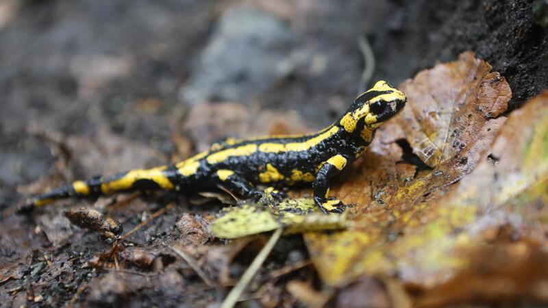Feuersalamander gibt es im Braken bei Harsefeld. Eine genaue Kartierung und Zählung steht noch aus.