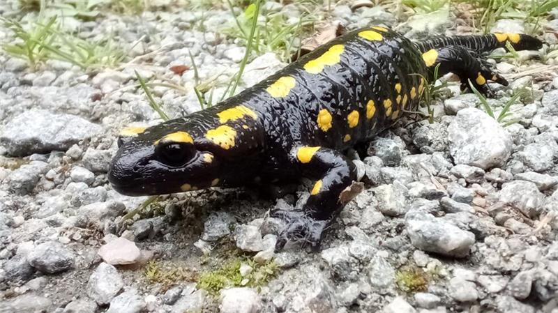 Harsefeld: Für den Feuersalamander wird ein Weg gesperrt Feuersalamander im Braken.