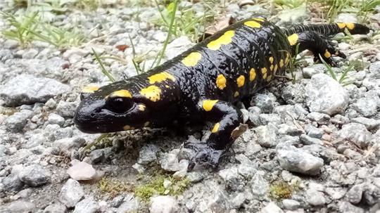 Feuersalamander im Braken.