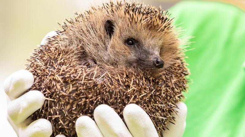 Feuerwehrleute befreiten den Igel, der in einem Drainagerohr feststeckte. (Symbolbild)