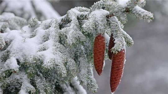Fichtenzapfen hängen an einer winterlich mit Schnee bedeckten Fichte auf dem Brocken.