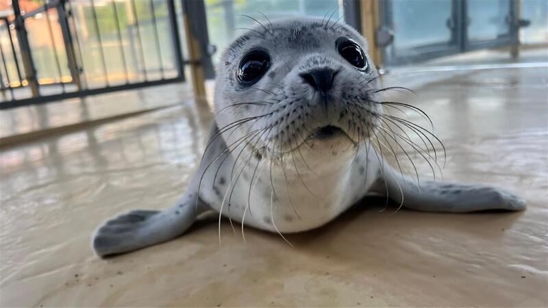 Seehundbaby Fussel: Warum wir schuld an diesen Schicksalen sind Fiete robbt auf dem Boden