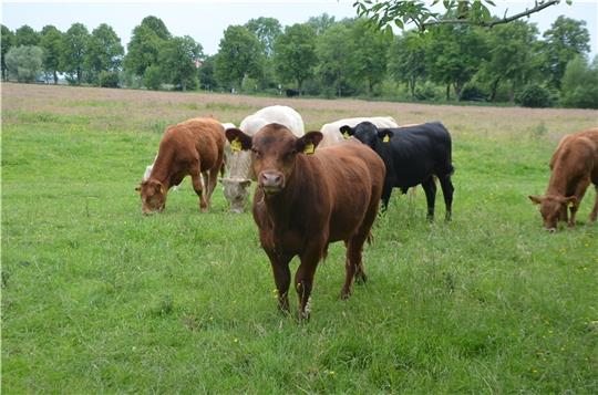 Filets, Steaks, Burger-Pattys und Frikadellen aus dem Naturrind-Fleisch des Krautsander Landwirts Claus-Christoph Hermann soll ab Anfang 2023 im Elbstrand-Ressort als Inselspezialität auf den Teller kommen. Der höhere Fleischpreis soll das Projekt mit dem WWF, eine relative Wiedervernässung eines Teils von Hermanns Weiden, finanzieren. Die Naturrind-Weide soll im Winter nicht mehr trocken fallen. Foto: von Allwörden