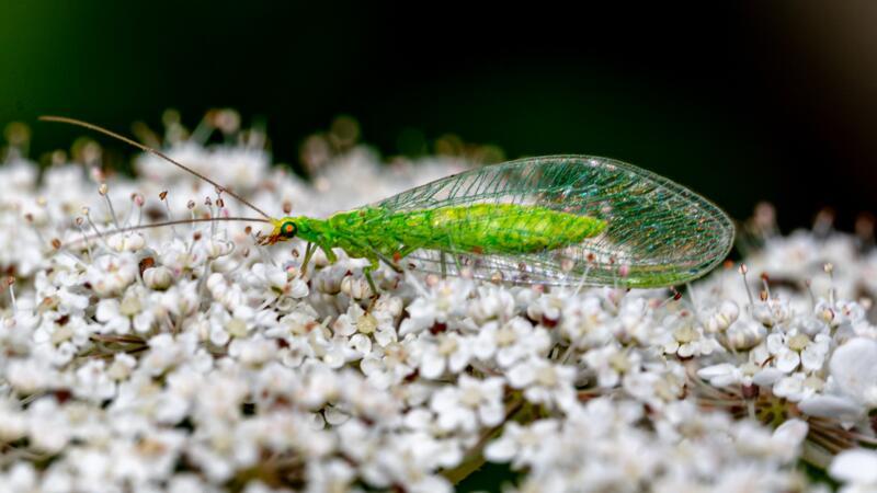 Zarter Florfliegen wissen sich zu wehren Filigranes Wesen: eine Florfliege auf einem Blütenstand.
