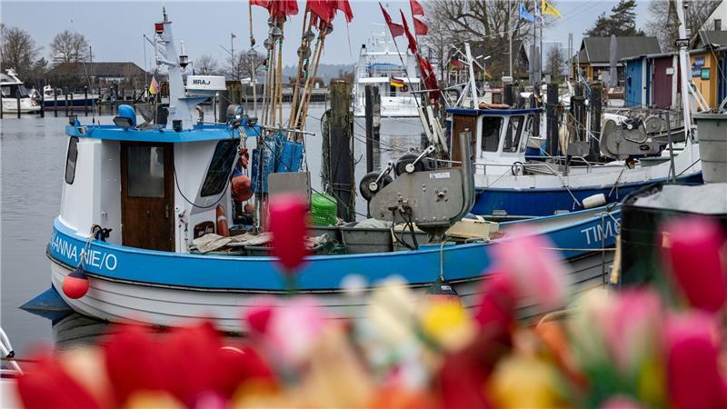 Fischerboote liegen im Hafen von Niendorf an der Ostsee.