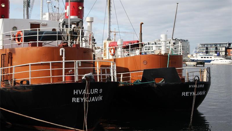 Island vor EU-Referendum: Ja zu neuen Beitrittsgesprächen? Fischerei und Walfang gehören zu Islands wichtigsten Wirtschaftspfeilern. (Archivbild)