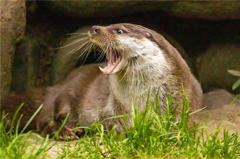 Fischotter Papa schaut vor dem Baueingang nach dem Rechten im Wildpark Schwarze Berge