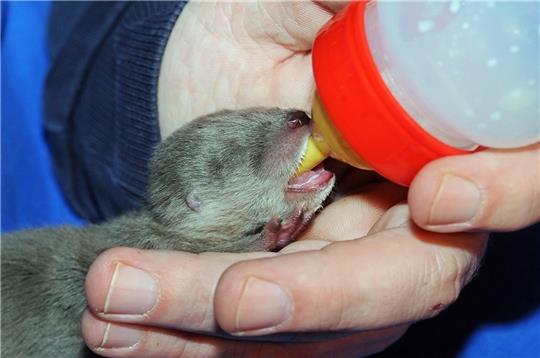 Fischotternachwuchs wird von einem Tierpfleger mit der Hand aufgepäppelt. Leider hat das Otter-Mädchen nicht überlebt. Foto: Wildpark