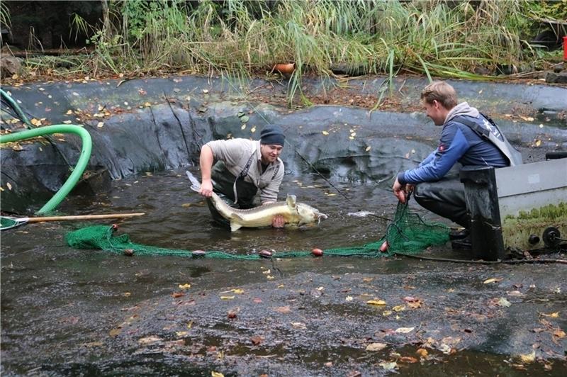 Fischteiche bedürfen besonderer Sorgfalt – das Fachwissen bringen Patrick Stähr (links), Fischexperte, und Philipp Wiechardt, Wasserspezialist, auf jeden Fall mit. Fotos: von Allwörden