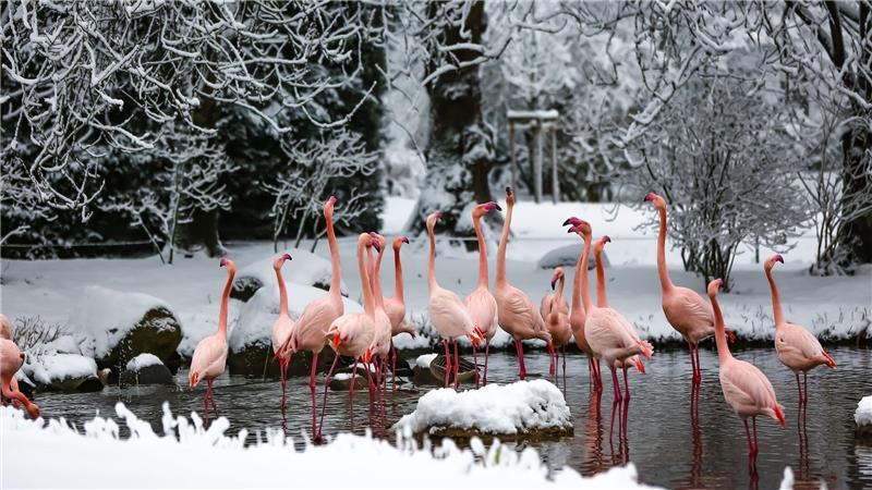 Flamingos im Tierpark Hagenbeck im Schnee. 